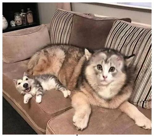 网红猫猪猪,网红萌宠的奇幻之旅