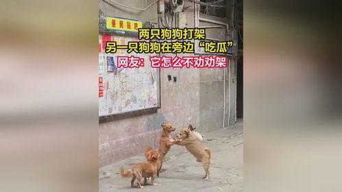 狗狗打架吃瓜视频,吃瓜群众围观萌宠“江湖”风云