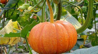 兰瓜什么季节吃,兰瓜的清爽滋味