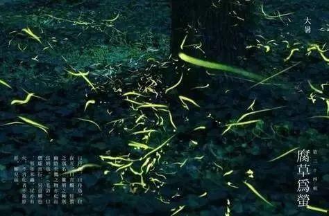 吃瓜的萤火虫,揭秘夏日夜晚的神秘光影盛宴