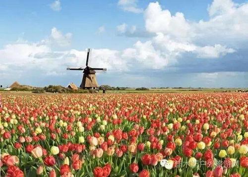 小油花贵州网红