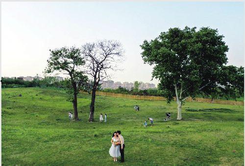 七棵树网红,揭秘网络红人的崛起之路