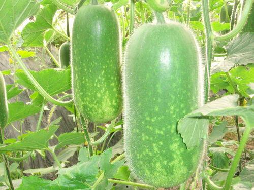 无忧大树直播间吃瓜,揭秘无忧大树直播间吃瓜背后的故事