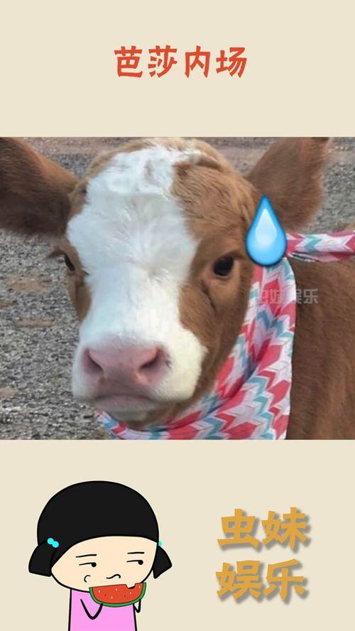 抖音人火速吃瓜,火速吃瓜，揭秘网络热点背后的真相