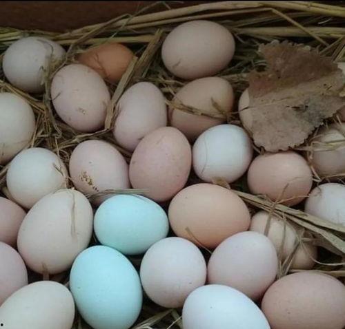 在头条买土豆好吗,性价比与品质的双重保障”