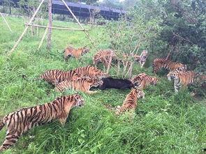 黑熊体育爆料视频,揭秘体育界幕后风云