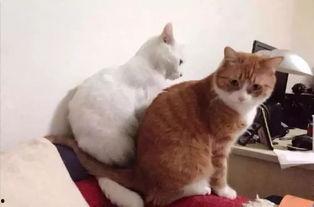 猫为什么会有网红属性呢,揭秘猫咪成为网红的奥秘